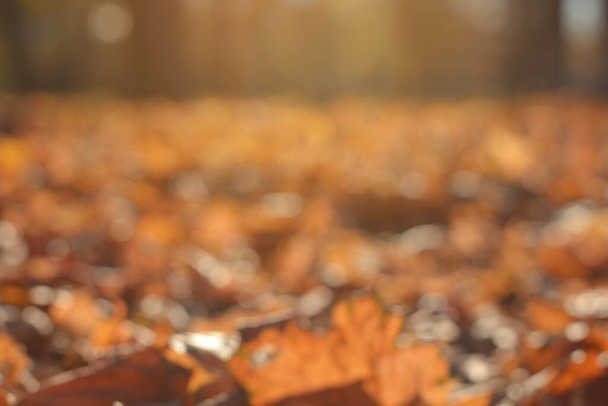 Golden autumn, beautiful blurred background, abstraction - Foto, Bild