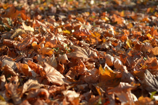 Golden autumn, beautiful background of orange leaves - Fotografie, Obrázek