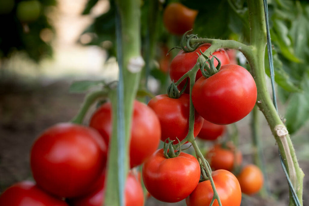 Красный спелый помидор в теплице - Фото, изображение