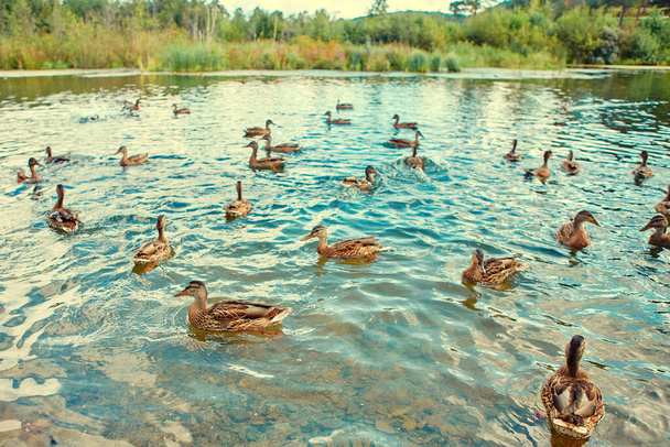 There is a large flock of wild ducks swimming in the swamp. Object of seasonal hunting for waterfowl - Фото, изображение