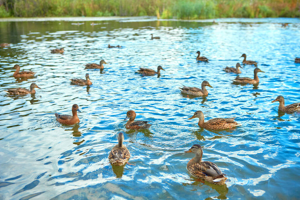 Ducks gather in flocks before the autumn flight.. - Фото, изображение