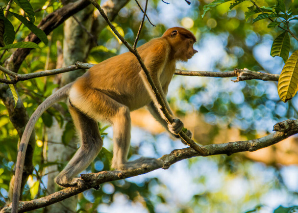 Małpa proboscis na drzewie wzdłuż rzeki Kinabatangan w Sabah, Malezyjskie Borneo. - Zdjęcie, obraz