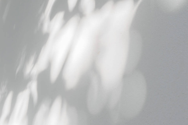 Abstraktní listy šedý stín pozadí se světlem bokeh, přírodní listy strom větev padající na bílou betonovou stěnu textury pro pozadí a tapety, monochrom, příroda stíny umění na stěně - Fotografie, Obrázek