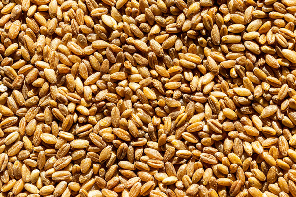 Brown wheat grains background or texture. Healthy vegeterian food. Vegan nutrition. - Zdjęcie, obraz