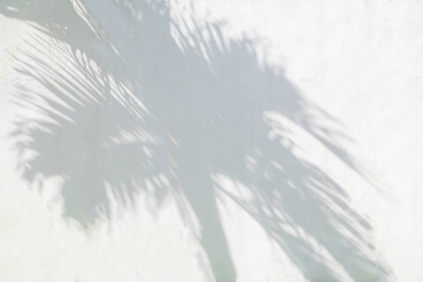Abstract plant leaves shadow and sunlight blurred background. Nature leaves tree branch shadows dappled on white wall texture for background wallpaper and any design - Photo, Image