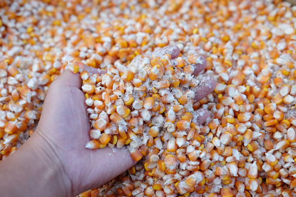 dry peeled corn on hand - Photo, Image