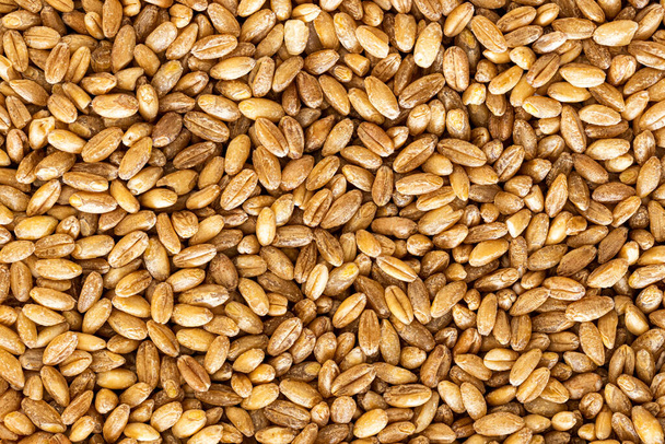 Brown wheat grains background or texture. Healthy vegeterian food. Vegan nutrition. - Photo, Image