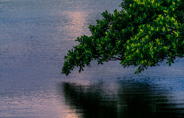 Красивые ветви деревьев, свисающие над водной поверхностью реки, поздний закат, красивые цвета на воде, время до темноты, пространство для текста. - Фото, изображение