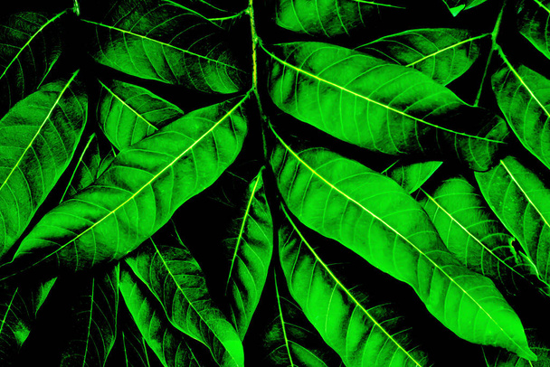 Barevné zelené listy textura na větvi v tmavém pozadí jasná barva, příroda zeleň květinové tapety tropické džungle vzor ekologie zelené prostředí koncept, zelené listy stěny backgroun - Fotografie, Obrázek
