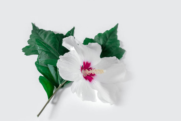 Beyaz arka planda yeşil yapraklı beyaz çiçek - Fotoğraf, Görsel