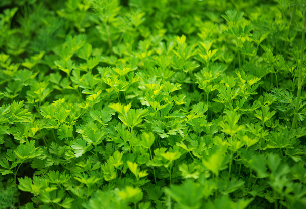 Fresh growing flat leaf parsley background. - Zdjęcie, obraz