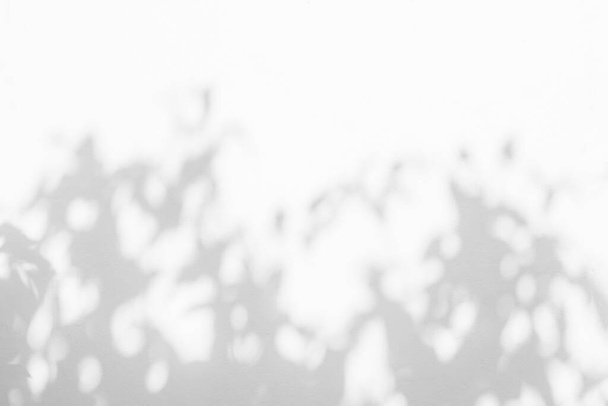 Abstract bladeren schaduw tak van boom wazig achtergrond op wit beton muur textuur, zwart-wit, monochroom, natuur schaduw patroon kunst op de muur, kopieer spac - Foto, afbeelding