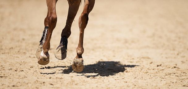 El caballo corre por el camino arenoso el detalle de los cascos - Foto, imagen
