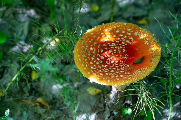 Photo d'été : Un champignon, ou tabouret de crapaud, est le corps fructifère charnu et sporadique d'un champignon, généralement produit au-dessus du sol, sur le sol ou sur sa source de nourriture.. - Photo, image