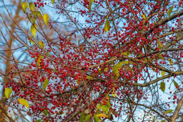 Photographie d'automne, feuilles à l'automne, À cette période de l'année, les arbres semblent prendre vie, rompant avec les fleurs orange, rouge et cuivre - Photo, image