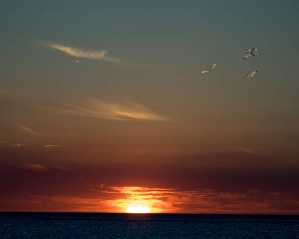 Západ slunce se třemi bílými ptáky letícími v trojúhelníkové poloze vedle mraků, západu slunce a nad vodou.  - Fotografie, Obrázek