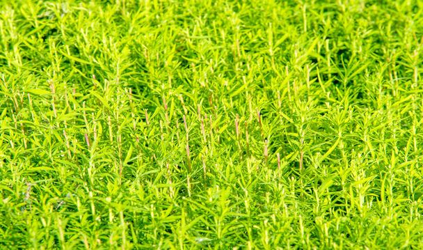 Текстура, фон, візерунок, трава на газоні, зелений насичений колір. строката трава
 - Фото, зображення