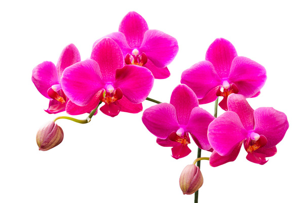 levendige gekleurde lila bloemen van orchideeën - Foto, afbeelding