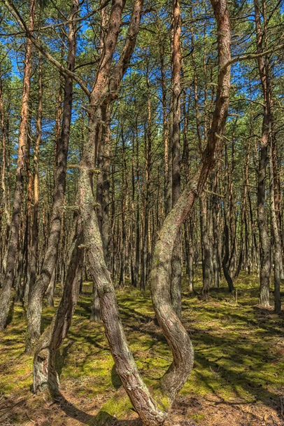 The Curonian Spit Dancing forest summer landscape - Фото, изображение