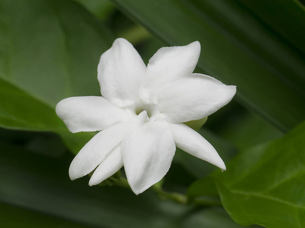 Primo piano di fiore di gelsomino bianco con foglia sullo sfondo scuro. - Foto, immagini