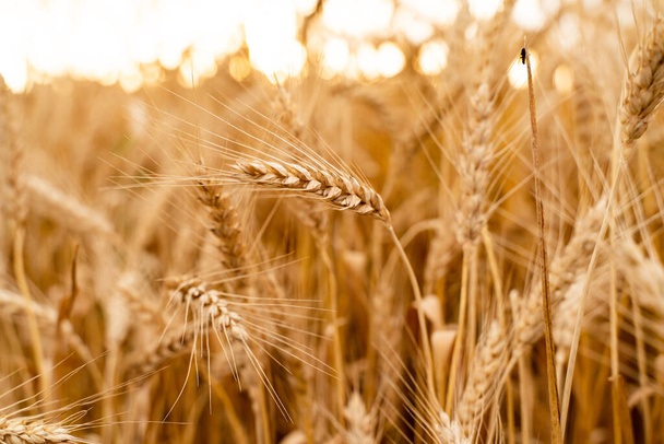 Сельскохозяйственное поле. Спелые колосья пшеницы на фоне заката. Концепция богатого урожая. - Фото, изображение