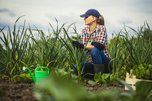Kobieta agronomista sprawdza tempo wzrostu czosnku w gospodarstwie ekologicznym. - Zdjęcie, obraz