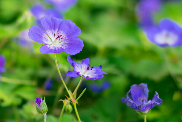 Close up view of bright beautiful geranium (rozanne) flower with green leaves on daylight. Beauty in nature. Flowers with purple petals, summer time - Foto, immagini