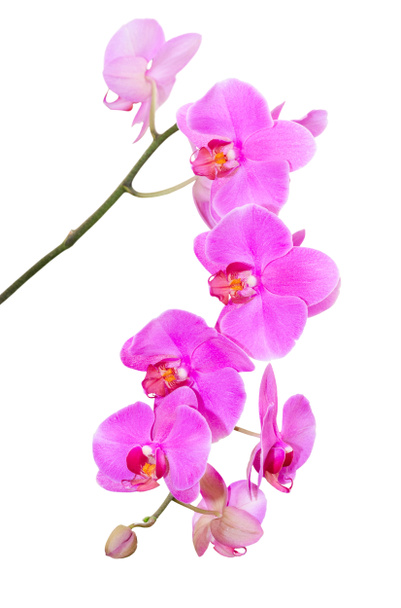 přírodní tropické krásy pobočka fialové květy orchidejí - Fotografie, Obrázek