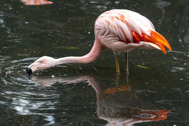Flamingo peneirando água para alimentos - Foto, Imagem