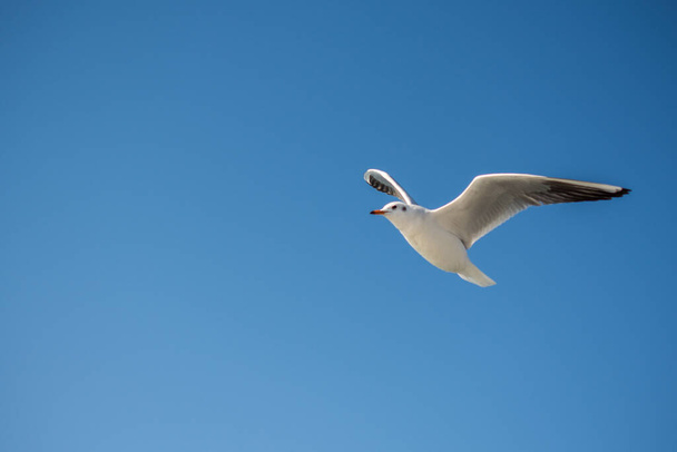 Single seagull flying in a blue sky background - Foto, imagen