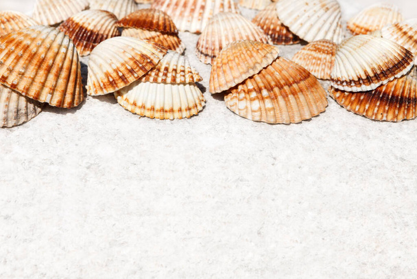 Exotic sea shells lying on a white stone. copy space - Photo, Image