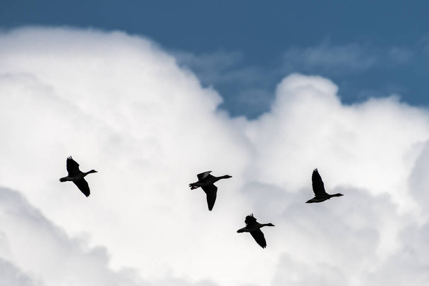 Greylag libák (Anser anser) a felhőkben - Fotó, kép