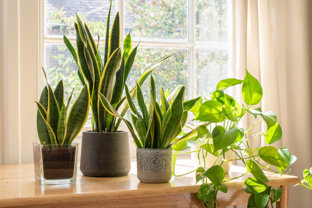 Plantas de cobra em vaso dentro de um novo apartamento ou apartamento bonito. - Foto, Imagem