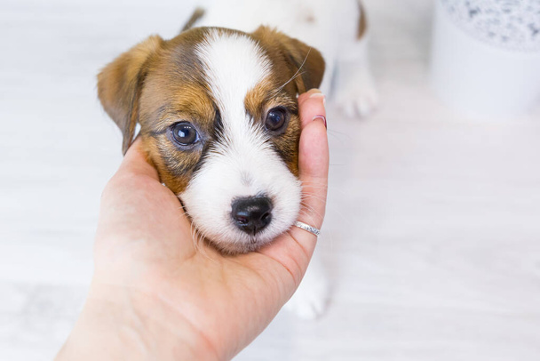 Head nice little puppy Jack Russell terrier lies in the hand man. Portrait of the puppy with cute eyes close-up on a light background. Day dogs. - Φωτογραφία, εικόνα