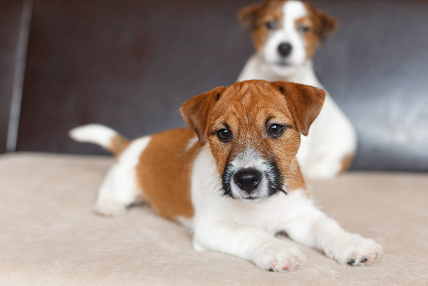 Two cute Jack Russell Terrier puppies. Love for pets, dog day. - Φωτογραφία, εικόνα