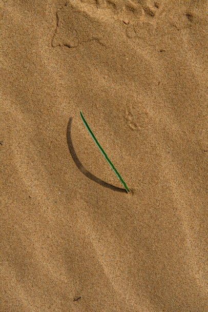 A leaf of the desert lily breaking through the desert sand, an example of resilience and willingness to live - Photo, Image