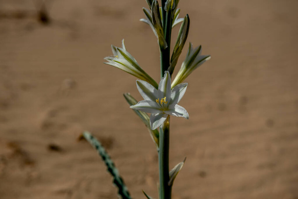 Desert Lily, αγριολούλουδο, στην έρημο της Νότιας Καλιφόρνιας, με άφθονο χώρο αντιγραφής, επιλεκτική focu - Φωτογραφία, εικόνα
