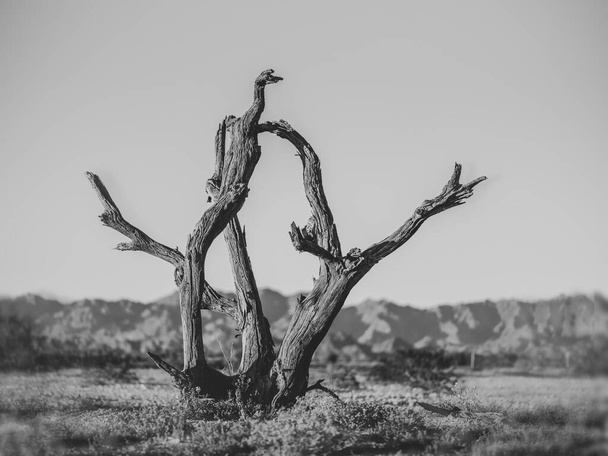 Arbres tordus, morts depuis de nombreuses années. dans la partie sud-est de l'État américain de Californie, près de la frontière avec l'Arizona et l'État mexicain de Baja Californi - Photo, image