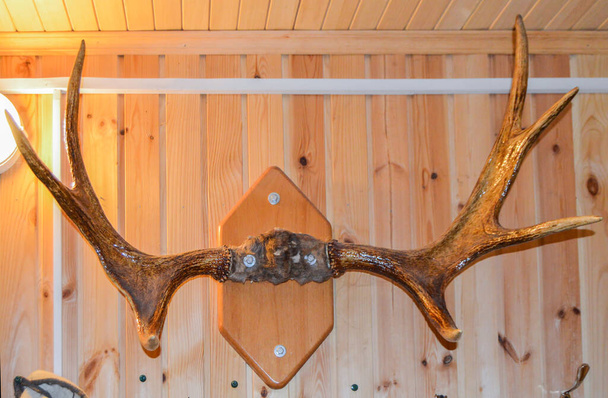 Dřevěná stěna s parohy jelena, dekorace interiéru domu na venkově, autentický design. - Fotografie, Obrázek
