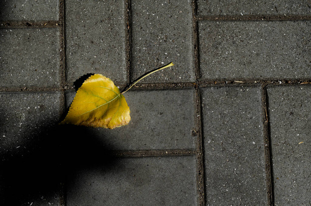 暗い歩道にポプラの秋の黄色の葉。灰色の歩道に一枚の葉。秋のテーマ。スペースのコピー. - 写真・画像