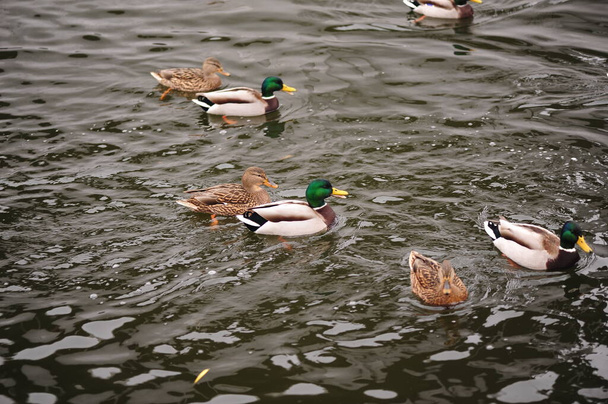 Samci a samice divokých kachen plavání na rybníku se zelenou vodou, zatímco hledají potravu. - Fotografie, Obrázek