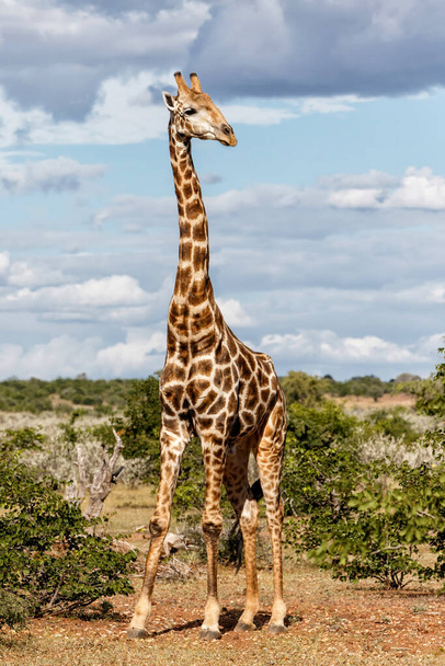 Giraffe in Mashatu Game Reserve in the Tuli Block in Botswana - Zdjęcie, obraz