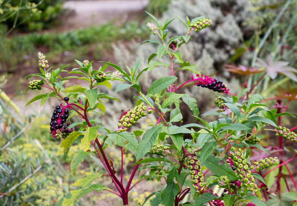 American pokeweed or poke sallet or dragonberries plant with ripe and green berries. Phytolacca americana family Phytolaccaceae. - Photo, Image