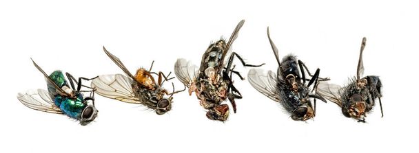 Διάφορες νεκρές μύγες κείτονται στη σειρά. Απομονωμένα σε λευκό - Φωτογραφία, εικόνα