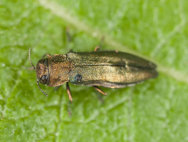 アグリルスの木の葉の上の宝石甲虫の写真 - 写真・画像