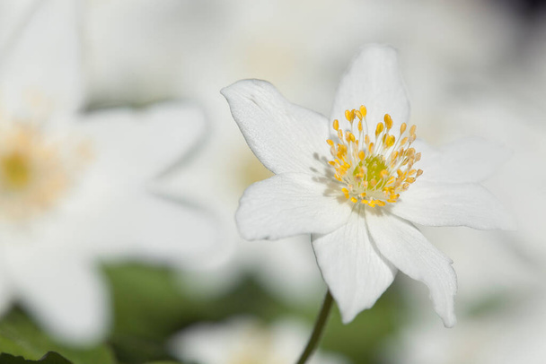 Floração de madeira anêmona, Anemone nemorosa, esta flor floresce na primavera - Foto, Imagem