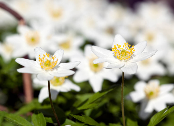 Blooming wood anemone, Anemone nemorosa, this flower blossoms in springtime - Photo, Image