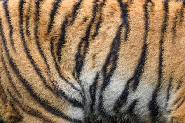 Closeup textura da pele tigre real. Tigre pele fundo textura imagem fundo - Foto, Imagem