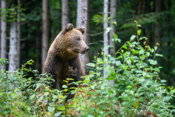 Wild adult Brown Bear (Ursus Arctos) στο καλοκαιρινό δάσος. Επικίνδυνο ζώο στη φύση. Άγρια ζωή σκηνή - Φωτογραφία, εικόνα