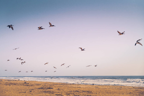 Empty sand beach and flock of flying pelicans.Pacific Ocean, California Coastline - Фото, изображение